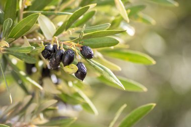 Zeytin ağacı, zeytin dalları üzerinde. Doğa arka plan.