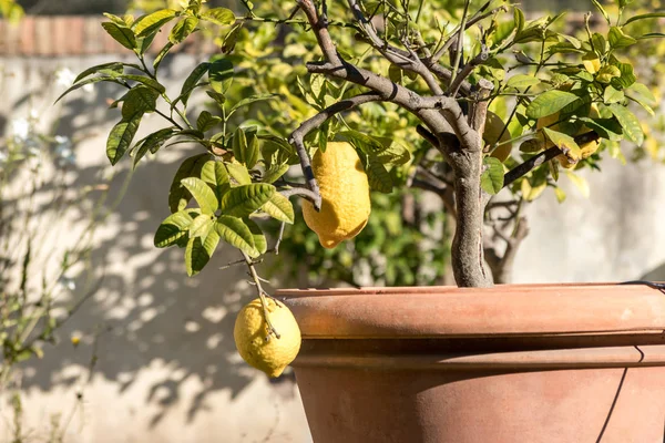 tencerede limon ağacı.