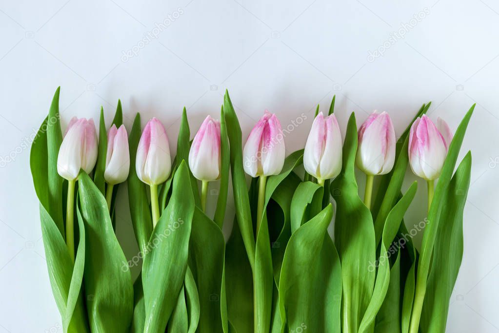 Creative layout of tulips on white background. Flat lay.