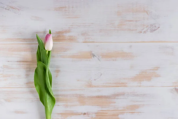 Primavera tulipa flor no fundo de madeira. Deitado. Conceito de amor — Fotografia de Stock