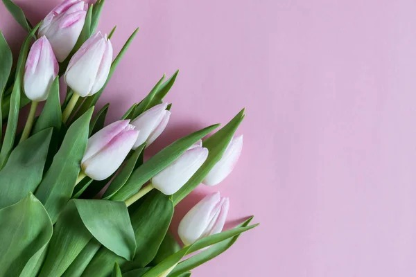 Layout criativo de tulipas no fundo rosa. Depósito plano . — Fotografia de Stock