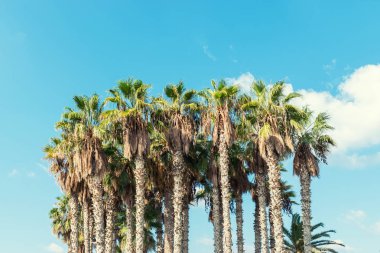 Palmiye ağaçları mavi gökyüzü karşı bir grup.