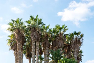 Palmiye ağaçları mavi gökyüzü karşı bir grup.