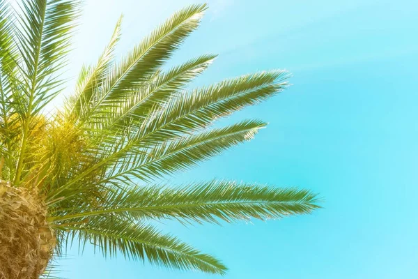 棕榈树 完美的棕榈树美丽的蓝色的天空 — 图库照片