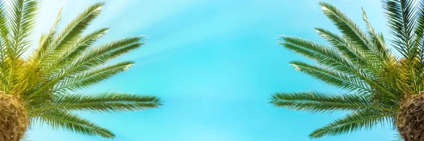 棕榈树在蓝天背景 — 图库照片