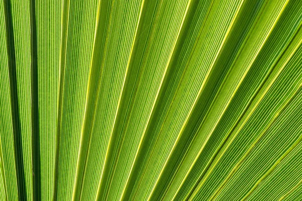 Lines and textures of Green Palm leaves