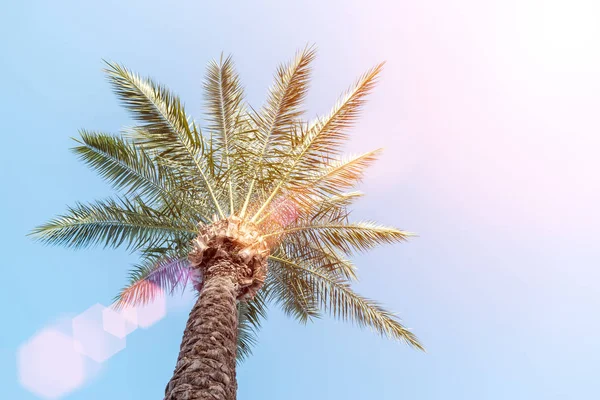 棕榈树 完美的棕榈树对美丽的蓝天 — 图库照片