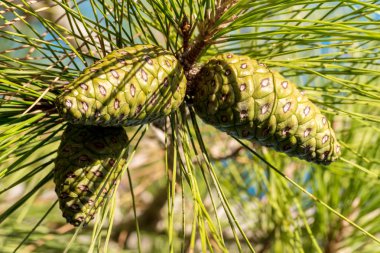 Sedir fıstığı, çam kozalağı yeşili. Çam fıstığı, çam fıstığı, sedir ağacı. Sedir dalı. Orman sedir ağacı