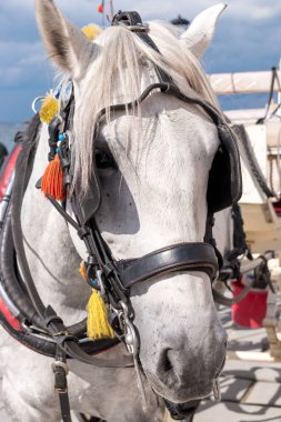 At Chania eski Harbour bir yaz gününde, Crete, Yunanistan