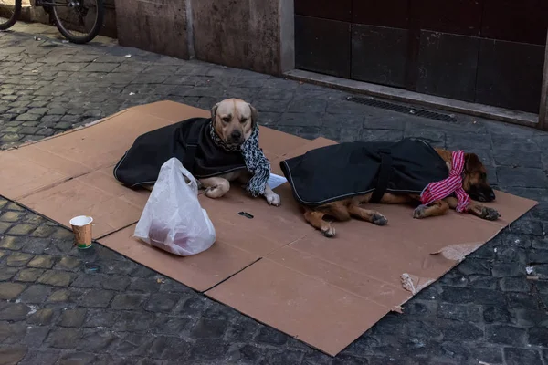 Två Hemlösa Hund Gatan Vänta Pengar — Stockfoto