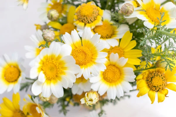 Beyaz papatya çiçekleri parlak güneş ışığında.