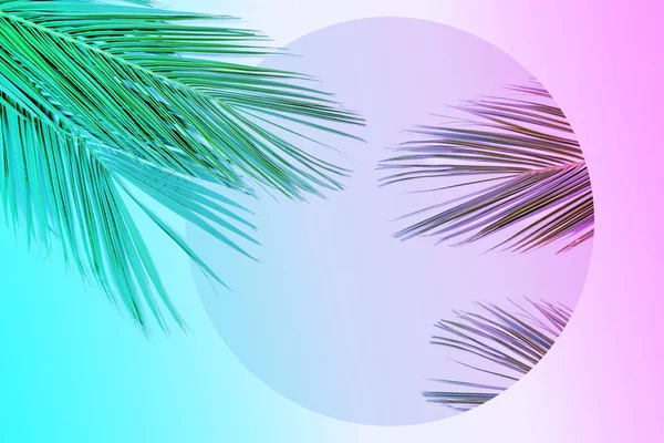 Tropical palm odjíždí v přechodu zářivých neonových barvách. Minimální letní pozadí. — Stock fotografie