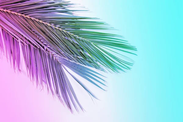 Tropical palm odjíždí v přechodu zářivých neonových barvách. Minimální letní pozadí. — Stock fotografie