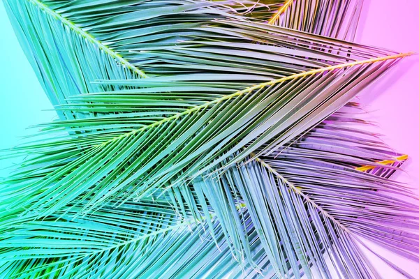 Tropical palm odjíždí v přechodu zářivých neonových barvách. Minimální letní pozadí. — Stock fotografie