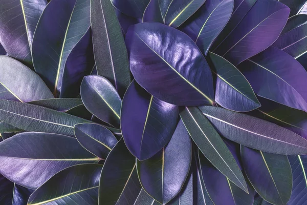 Elrendezés kreatív készült lila levelek. Lapos feküdt. Ultra violet koncepció. — Stock Fotó