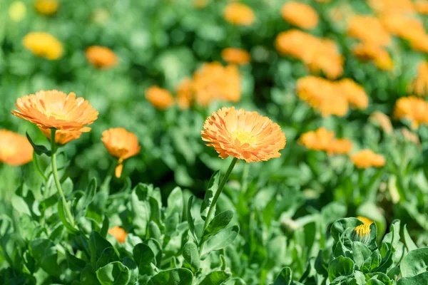 Piękny gerbera kwiat w ogrodzie. — Zdjęcie stockowe