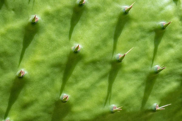 Närbild Grön Cactus Blad Som Bakgrund — Stockfoto