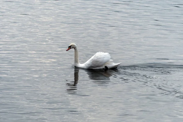 Cisne Nadando Uma Água Calma Rio — Fotografia de Stock