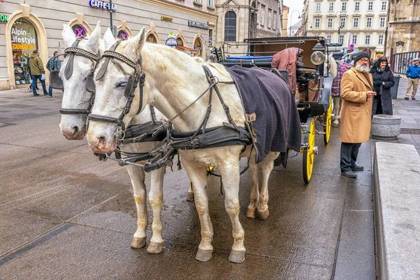 Viena Áustria Janeiro 2020 Transporte Com Cavalos Wating Para Turista — Fotografia de Stock