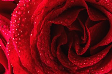 Su damlalı doğal kırmızı güller. Sevgililer Günü için tebrik kartı, Kadınlar Günü. Tatil kavramı.