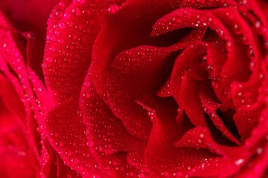 Su damlalı doğal kırmızı güller. Sevgililer Günü için tebrik kartı, Kadınlar Günü. Tatil kavramı.