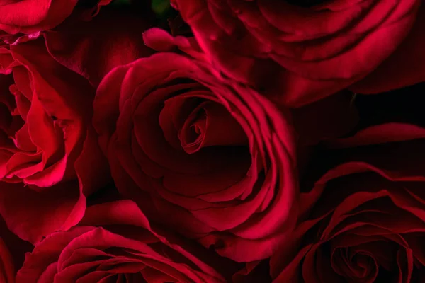 Natuurlijke Rode Rozen Achtergrond Kleurrijke Rozenwand Achtergrond Wenskaart Voor Valentijnsdag — Stockfoto