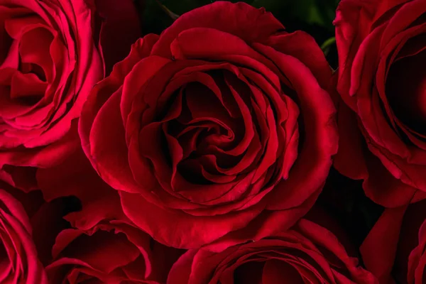 Fundo Rosas Vermelhas Naturais Colorido Fundo Parede Rosa Cartão Felicitações — Fotografia de Stock