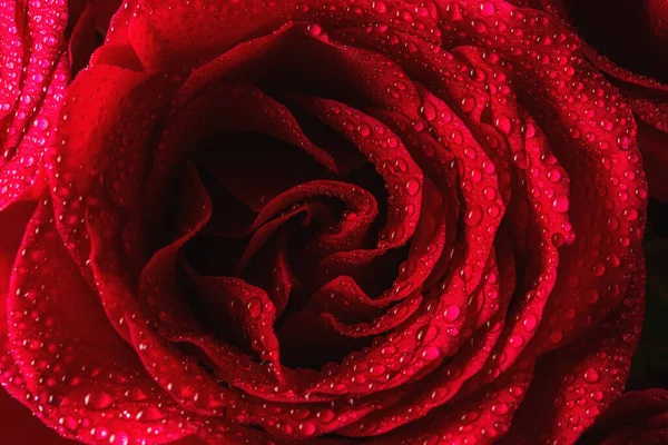 Rosas Rojas Naturales Con Gotas Agua Cerca Tarjeta Felicitación Para —  Fotos de Stock