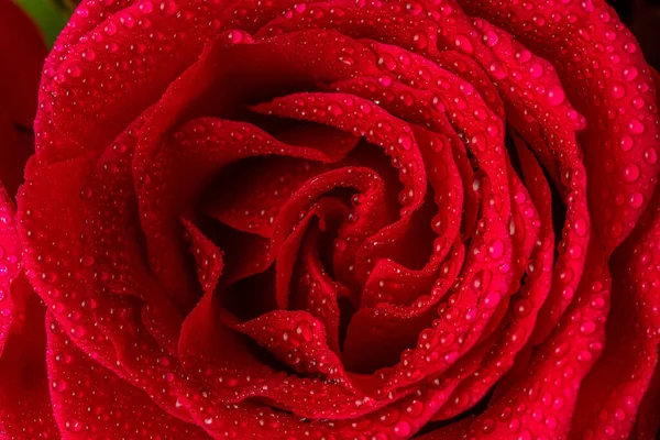 Rosas Rojas Naturales Con Gotas Agua Cerca Tarjeta Felicitación Para —  Fotos de Stock