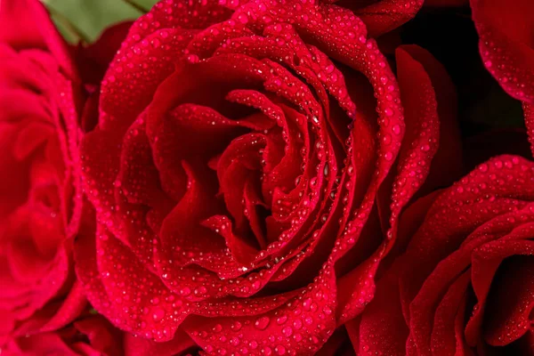 Rosas Rojas Naturales Con Gotas Agua Cerca Tarjeta Felicitación Para —  Fotos de Stock