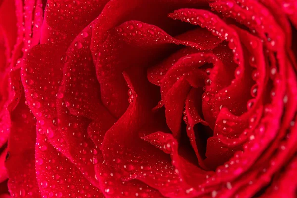 Natural red roses with water drops close-up. Greeting card for Valentines Day, Womens Day. Holiday concept.