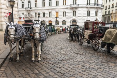 Viyana, Avusturya - 16 Ocak 2020: Avusturya 'nın başkenti Viyana' da turist için sulayan atlı at arabası.