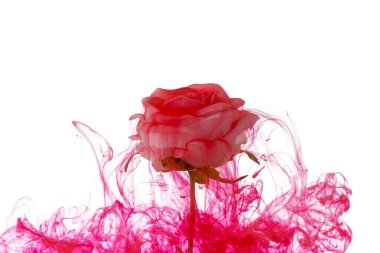 Suda kırmızı akrilik boyalı beyaz gül çiçeği.