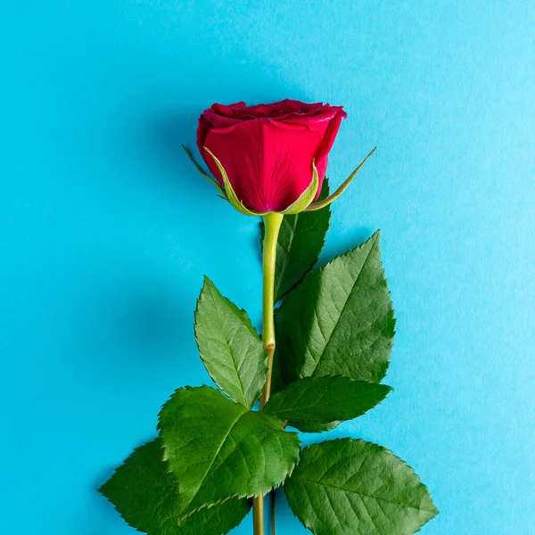 Rosa Vermelha Fundo Azul Cartão Felicitações Para Dia Dos Namorados — Fotografia de Stock