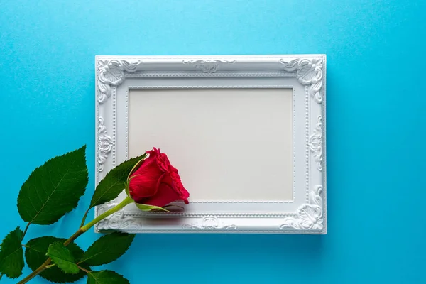 Red rose with white frame on blue background. Greeting card for Valentines Day, Womens Day. Minimal holiday concept.