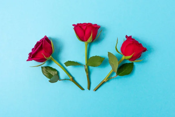 Composición Creativa Rosas Rojas Sobre Fondo Azul Fondo Naturaleza Mínima —  Fotos de Stock