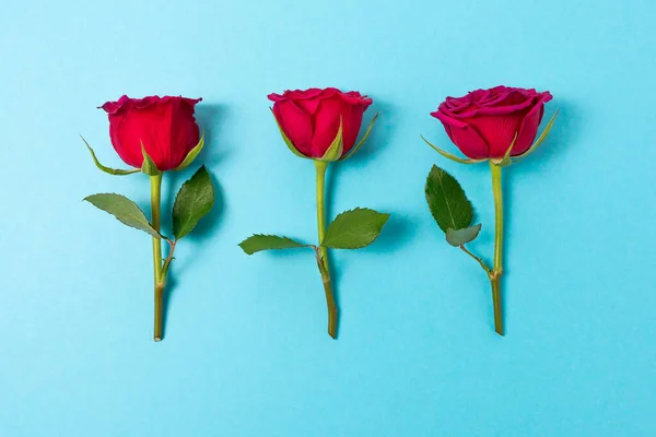 Composición Creativa Rosas Rojas Sobre Fondo Azul Fondo Naturaleza Mínima —  Fotos de Stock