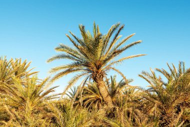 Sahilde güzel bir palmiye ağacı. Doğa arkaplanı.