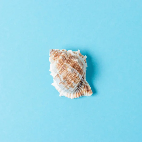 Seashell Sfondo Blu Pastello Concetto Estate Minima — Foto Stock