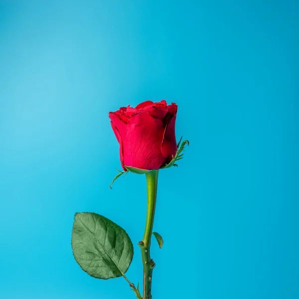 Rosa Vermelha Fundo Azul Cartão Felicitações Para Dia Dos Namorados — Fotografia de Stock