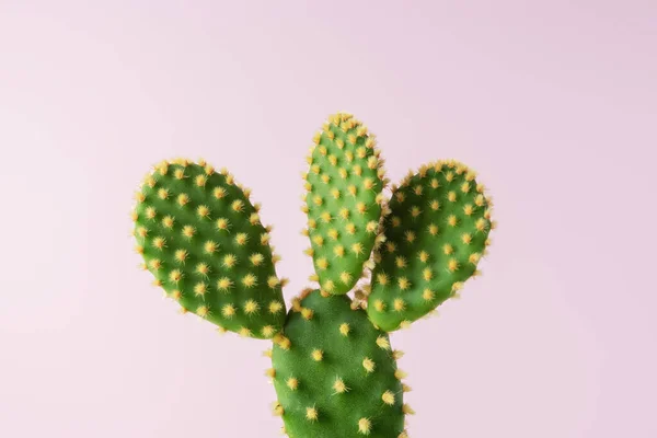 Vista Cerca Del Cactus Verde Sobre Fondo Brillante Composición Mínima — Foto de Stock