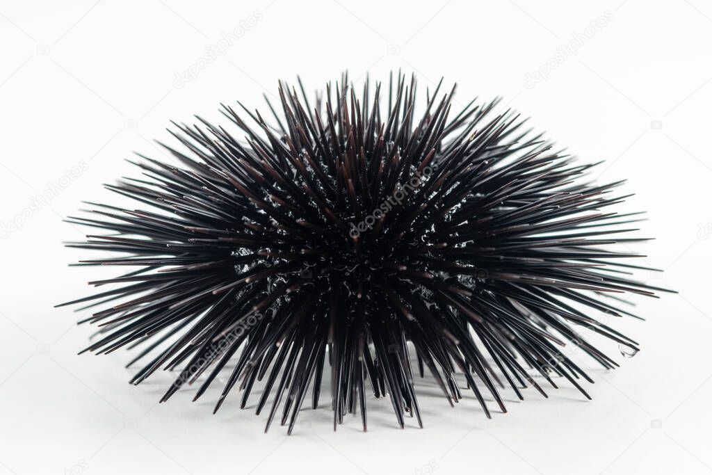 Close-up view of sea urchin on white background.