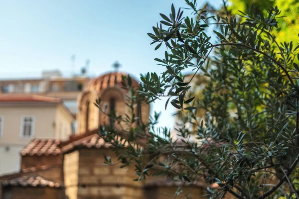 Branch of olive tree on church background. Nature background.