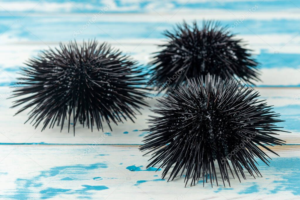 View of sea urchins on wooden background.