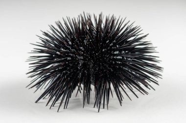 Beyaz arka planda deniz kestanesinin yakın görüntüsü.