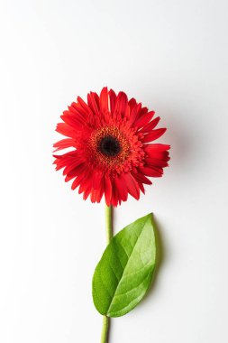 Beyaz arka planda yaprağı olan kırmızı papatya çiçeği. Yaz asgari kavramı.