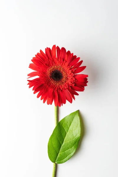 Czerwony Stokrotka Kwiat Liściem Białym Tle Minimalna Koncepcja Lata — Zdjęcie stockowe