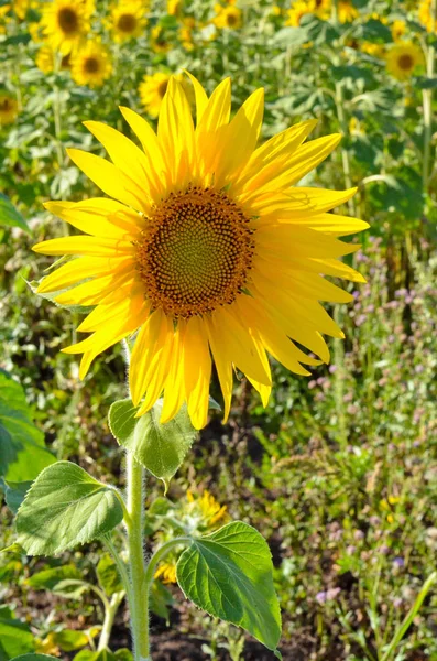 young flower sunflower