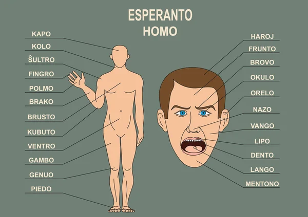 Il manuale per lo studio della lingua esperanto. Il corpo umano, una testa umana . — Vettoriale Stock