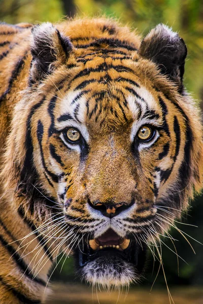 Este gran felino es un tigre salvaje y amenazante 